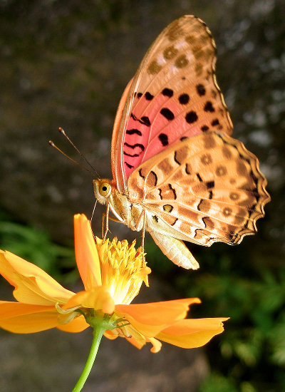 Butterfly on flower