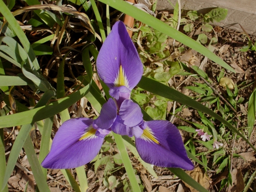 LA Iris