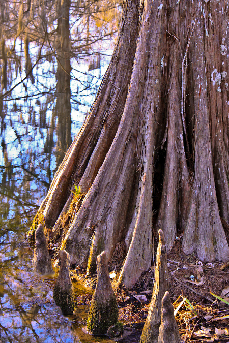 Cypress Tree in Swamp