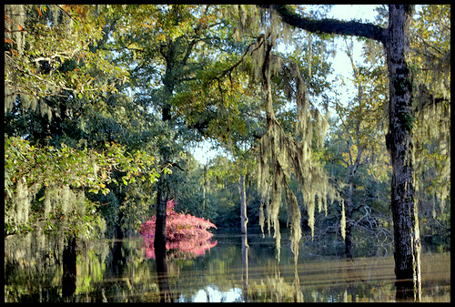 Swamp scene